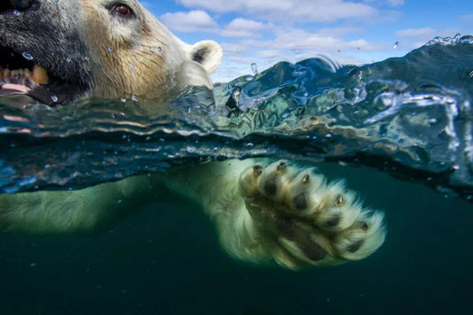 Polar Bear Dive, by Paul Souders-PurePhoto