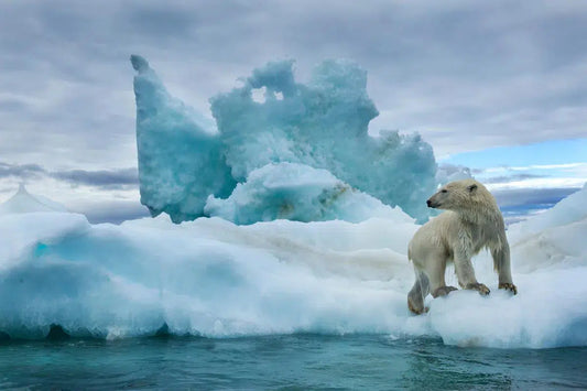 Polar Bear Kingdom, by Paul Souders-PurePhoto