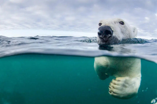 Polar Bear Swimmer, by Paul Souders-PurePhoto
