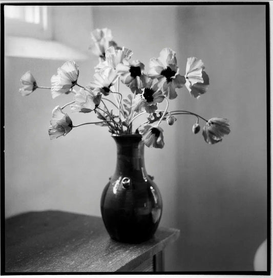 Poppies, by Javiera Estrada-PurePhoto
