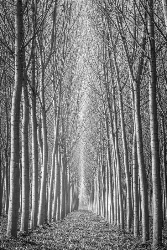 Popular Tree Study - Emilia Romagna, by Steven Castro-PurePhoto