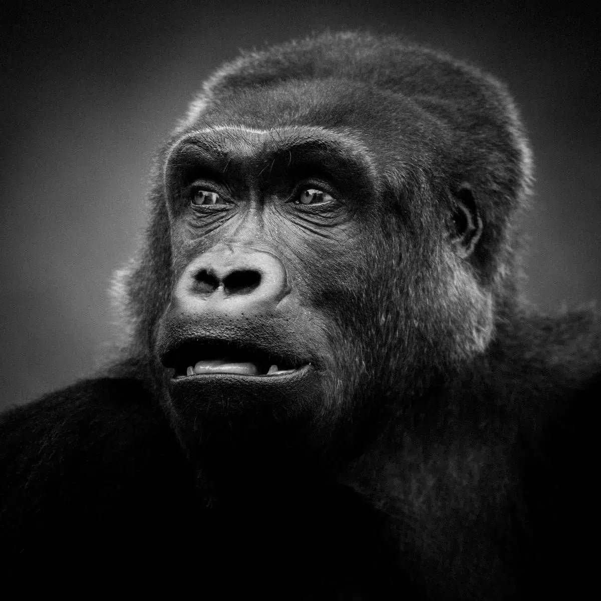 Portrait of a Gorilla, by Laurent Baheux-PurePhoto