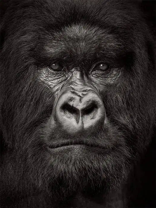 Portrait of a Silverback, by Drew Doggett-PurePhoto