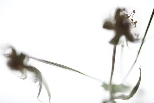 Posy, by Nicole Katano-PurePhoto