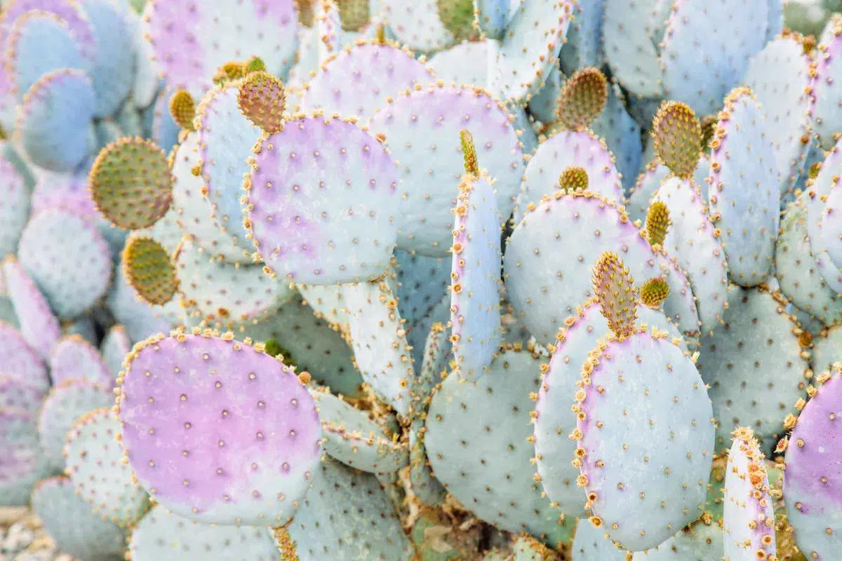 Prickly Pastels #1, by Irene Suchocki-PurePhoto
