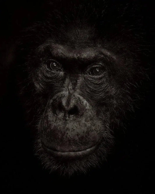 Primus, by Drew Doggett-PurePhoto