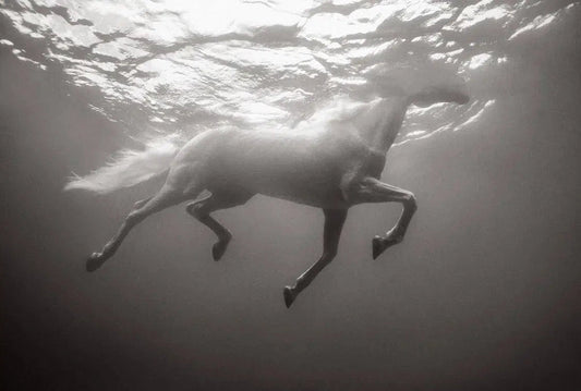 Prism, by Drew Doggett-PurePhoto