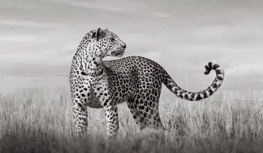 Prowess, by Drew Doggett-PurePhoto