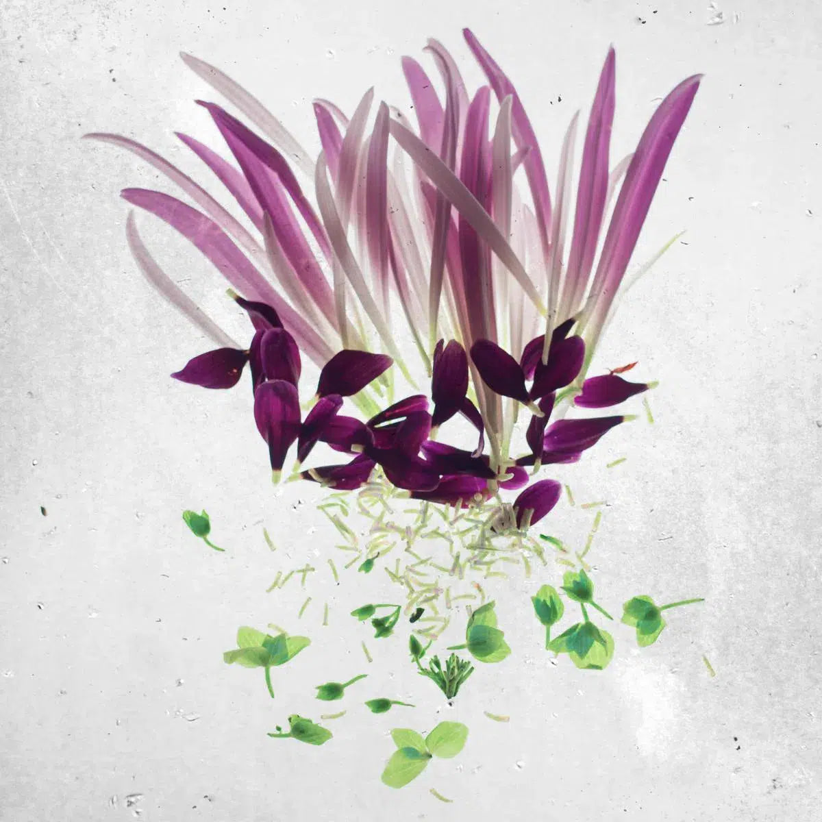 Purple Construction, by Mina Teslaru-PurePhoto