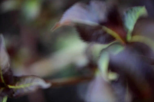 Purple Leaf, by Nicole Katano-PurePhoto