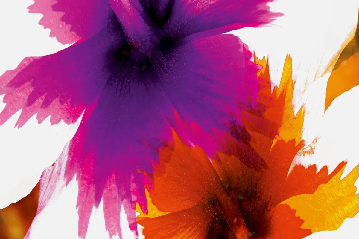 Purple Red [hor], by Anyes Galleani-PurePhoto