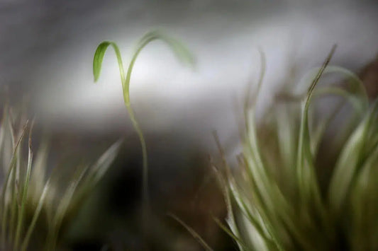 Quiver, by Nicole Katano-PurePhoto
