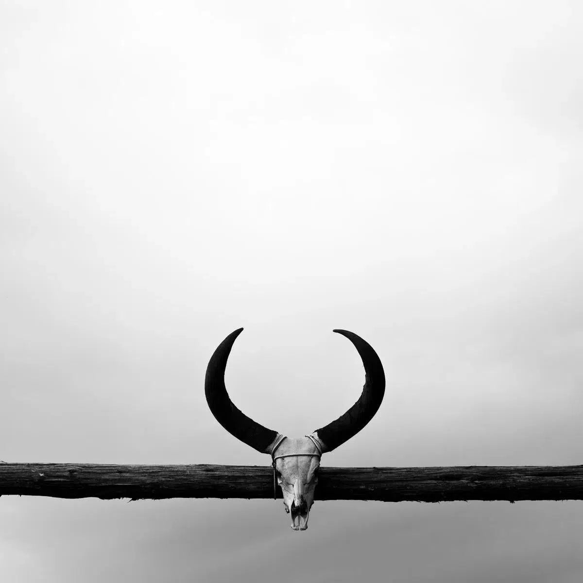 Ranch Horns Texas, by Bryce Olsen-PurePhoto