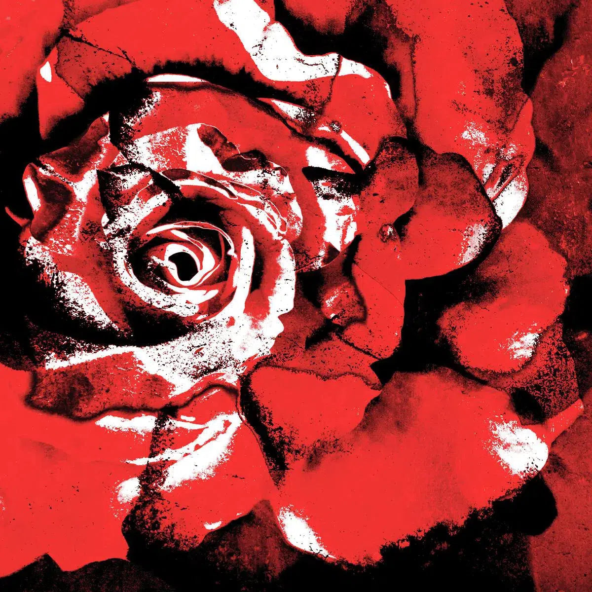 Red Black Rose, by Anyes Galleani-PurePhoto