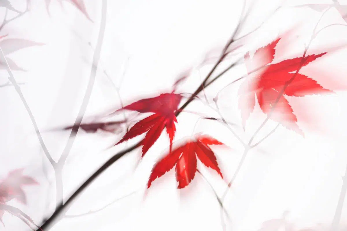 Red Maple Leaves Abstract, by Natalie Kinnear-PurePhoto