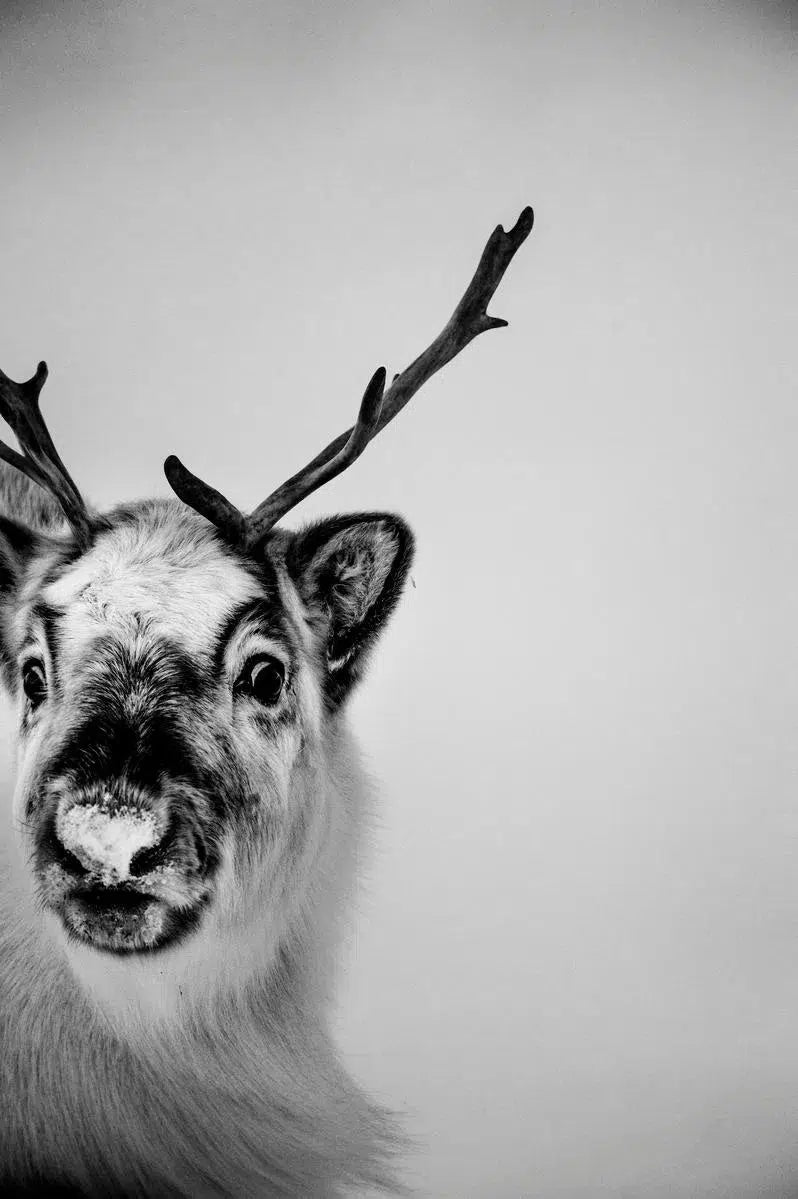 Reindeer II, Svalbard, by Laurent Baheux-PurePhoto