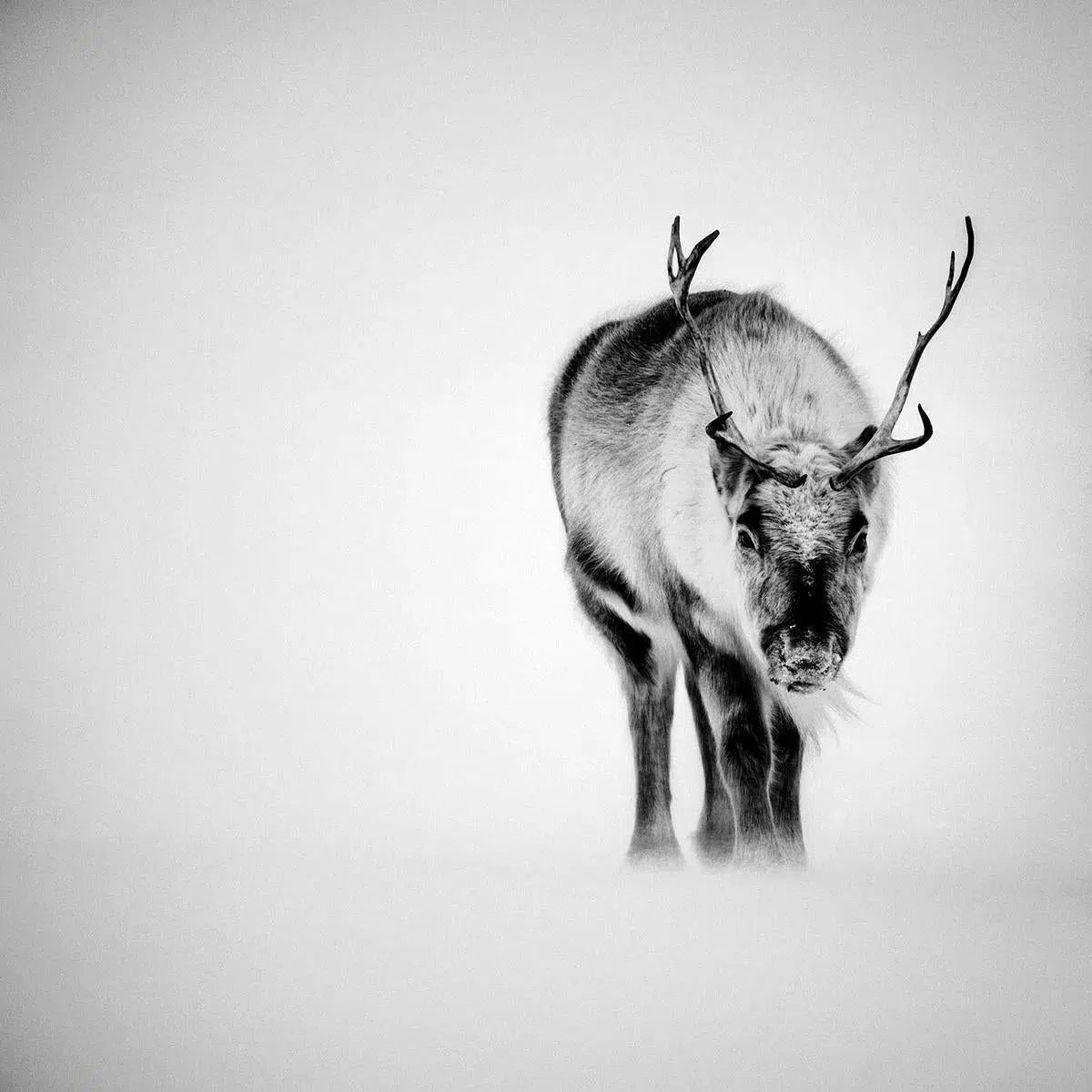 Reindeer Through the Snow, Svalbard, by Laurent Baheux-PurePhoto