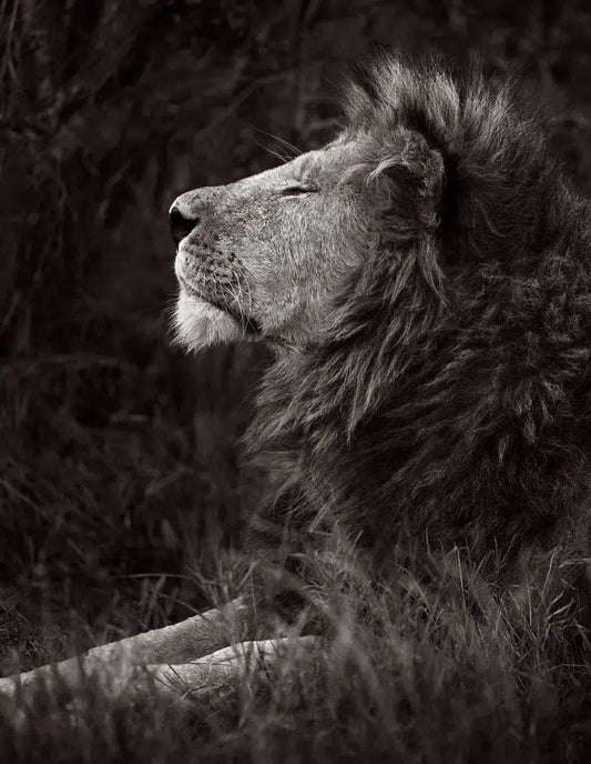 Reverie, by Drew Doggett-PurePhoto