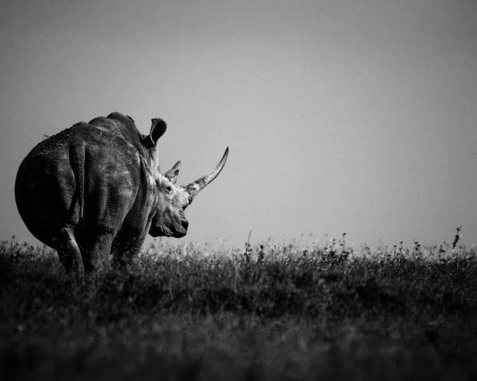 Rhino In The Horizon, Kenya, by Laurent Baheux-PurePhoto