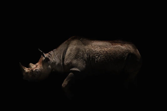 Rhino, by Michael Duva-PurePhoto