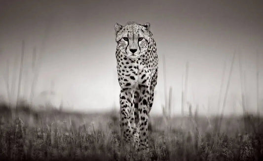 Rhythm and Poise, by Drew Doggett-PurePhoto