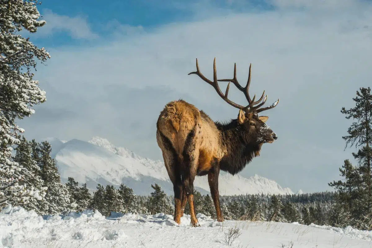 Roosevelt Elk, by Garret Suhrie-PurePhoto