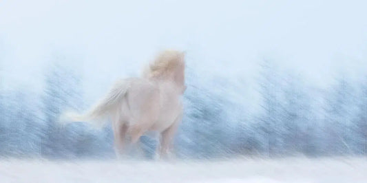 Runaway, by Carys Jones-PurePhoto