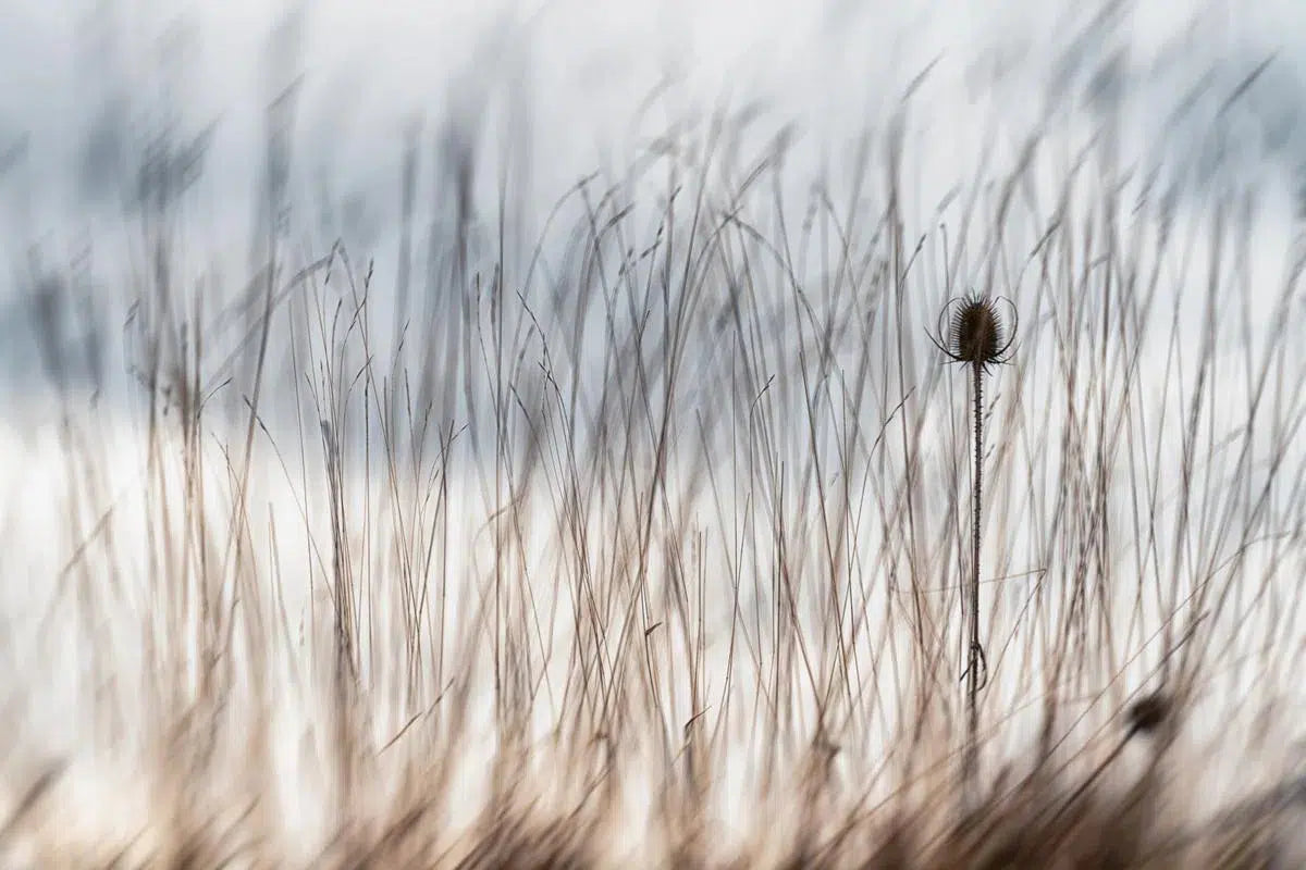 Ryton Woods - Winter Grass, by Alan Ranger-PurePhoto