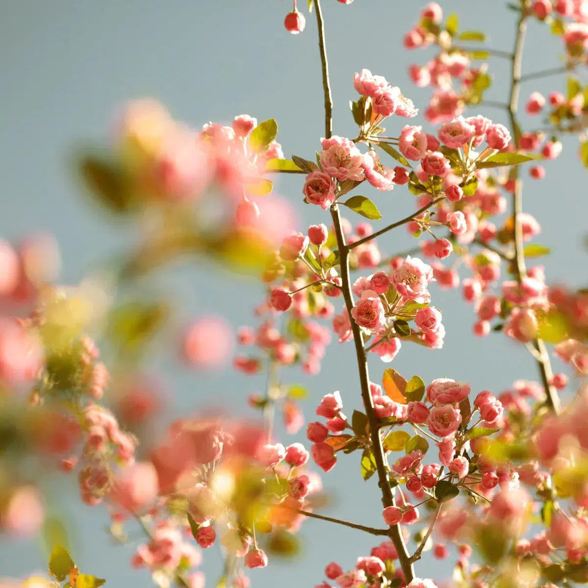 SHERBET SKY, by Alicia Bock-PurePhoto