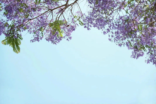 SNAP*LUXE #267, by Bryony Shearmur-PurePhoto