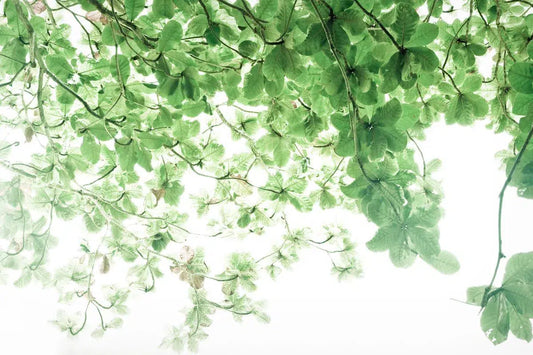 SNAP*LUXE #268, by Bryony Shearmur-PurePhoto