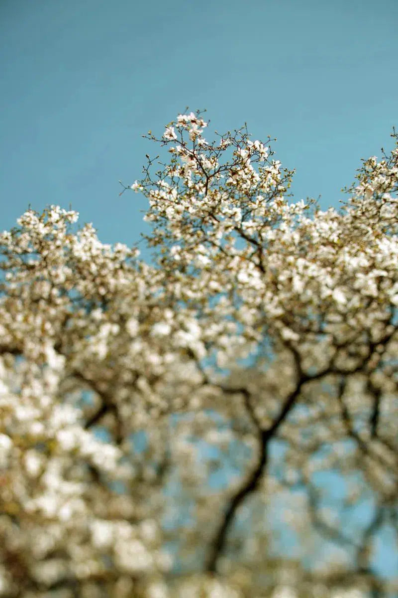 STAND IN THE SUN, by Alicia Bock-PurePhoto