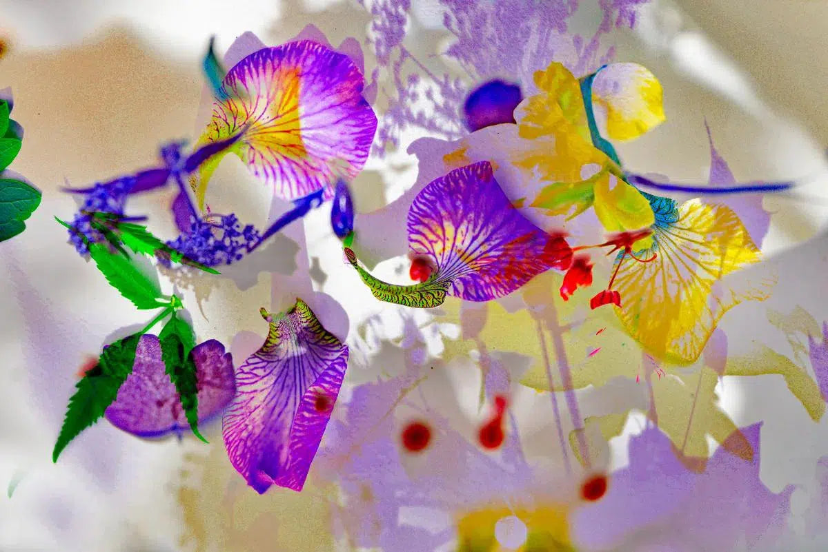 SYMPHONY 1, by Eiwy Ahlund-PurePhoto