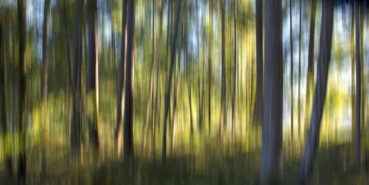 Sakinaw II, by Gillian Lindsay-PurePhoto