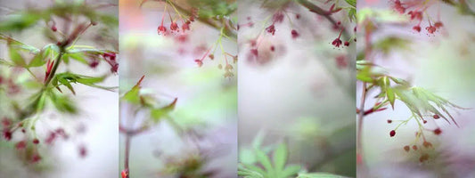 Screen, by Nicole Katano-PurePhoto