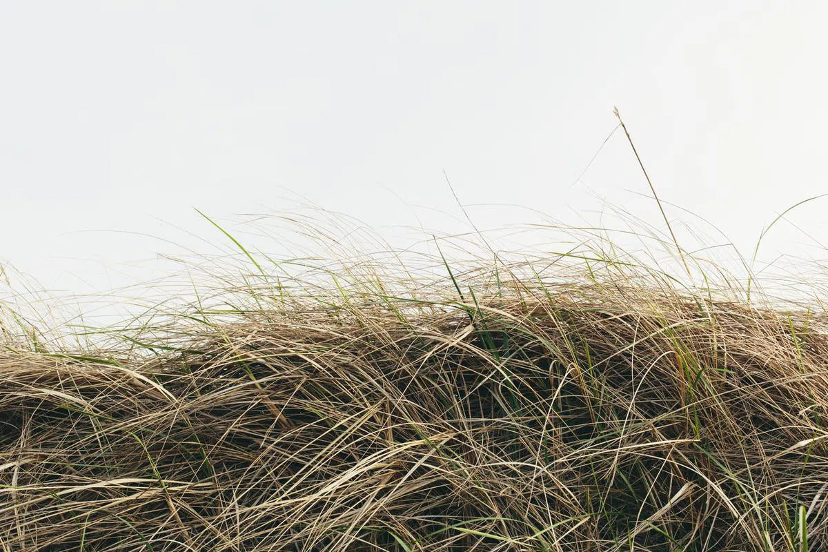 Sea Grasses #1, by Paul Edmondson-PurePhoto