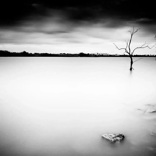 Sea tree, by Tom McNulty-PurePhoto