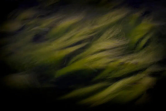 Sea weed 1, by Mats Gustafsson-PurePhoto
