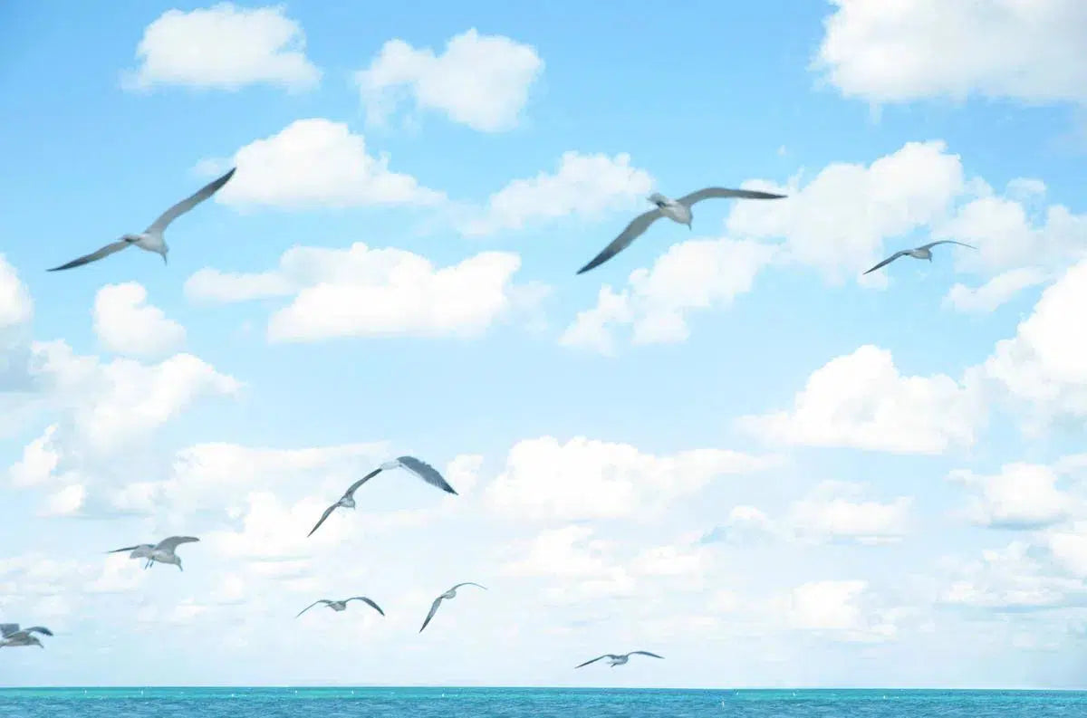 Seagulls 1, by Michael Filonow-PurePhoto