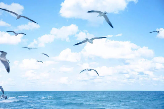 Seagulls 3, by Michael Filonow-PurePhoto