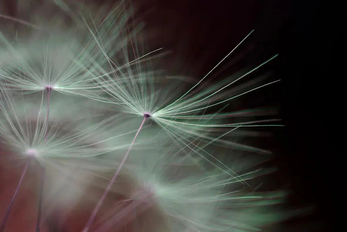 Seed 3, by Eiwy Ahlund-PurePhoto