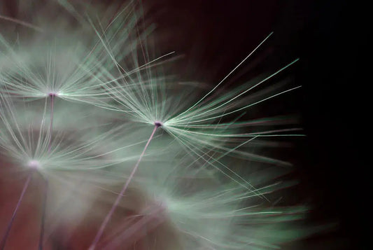 Seed 3, by Eiwy Ahlund-PurePhoto