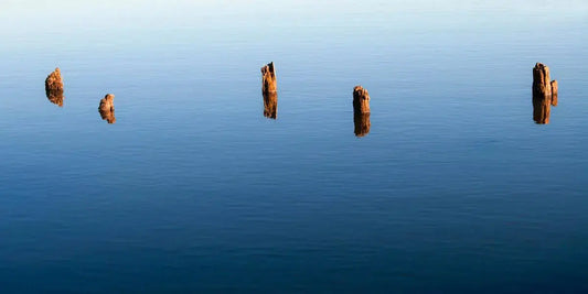 Sentinels, by Gillian Lindsay-PurePhoto