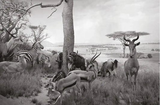 Serengeti, by Greg Lotus-PurePhoto