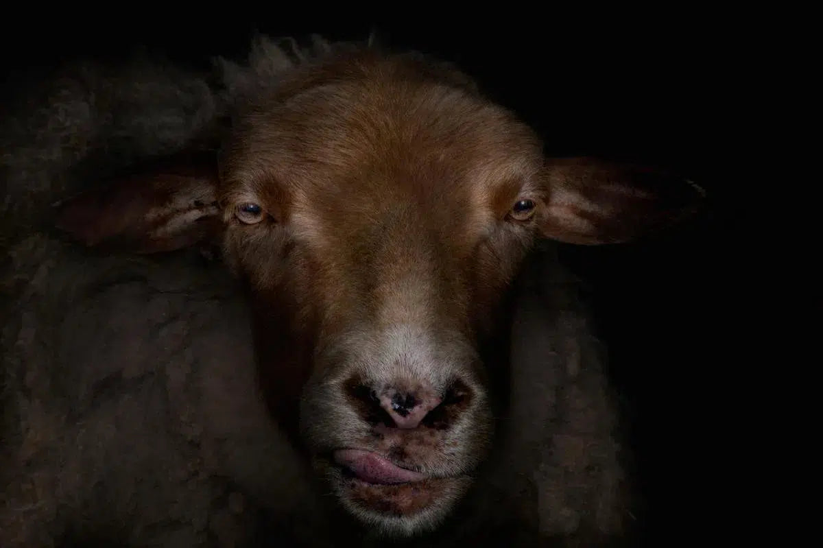 Sheep Portrait, by Michael Duva-PurePhoto