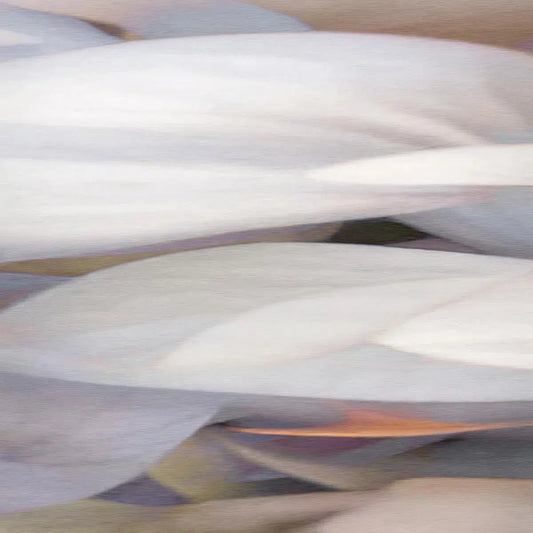 Sheltered, by Gillian Lindsay-PurePhoto