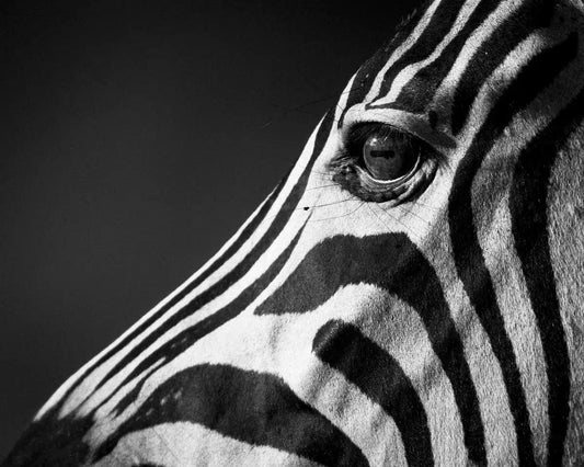 Side View of Zebra, by Laurent Baheux-PurePhoto