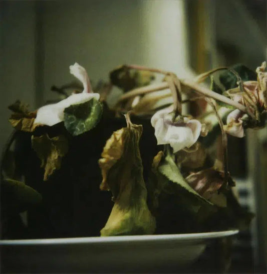 Sin Titulo, by Serafin Rodriguez Teja-PurePhoto