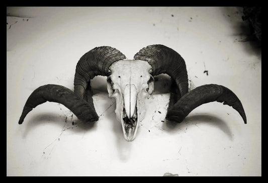 Skull II, Argentina, Framed-PurePhoto