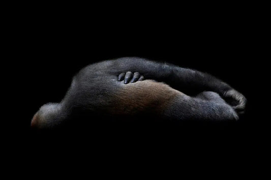 Sleeping Gorilla, by Michael Duva-PurePhoto